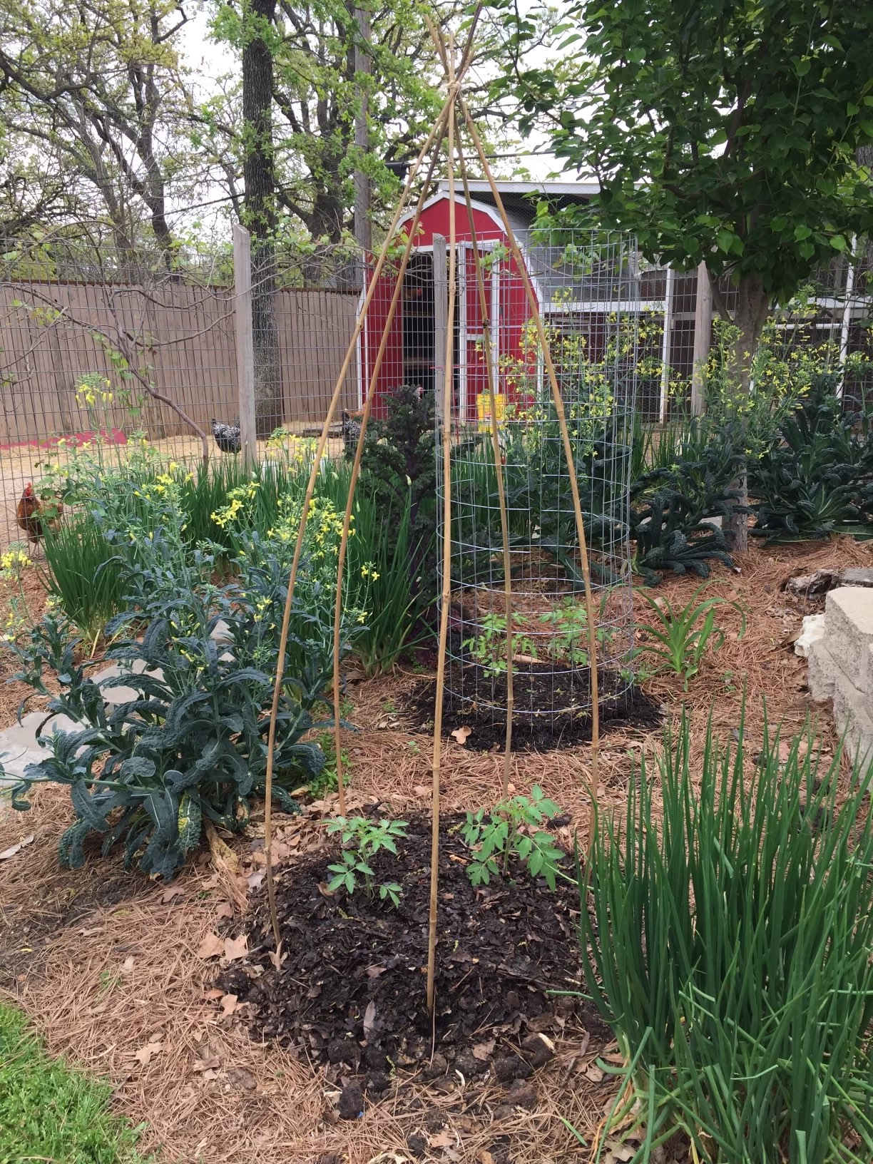 Chickens enjoying the garden cleanup